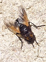 Mésembrine du midi, mesembrina meridiana