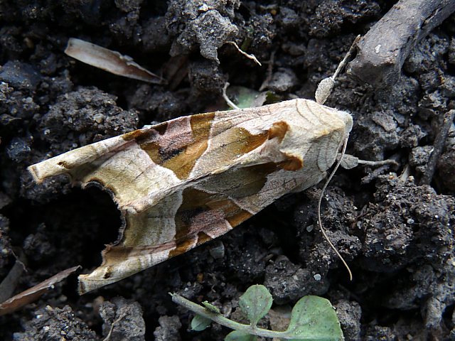 Mticuleuse, phlogophora meticulosa