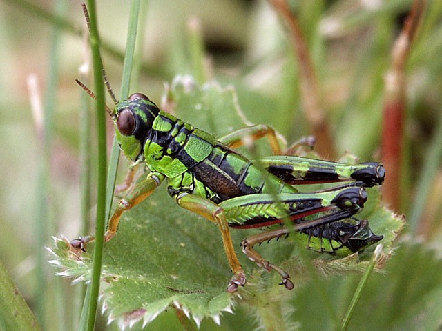 Miramelle alpestre - miramella alpina