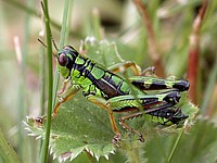 Miramelle alpestre, miramella alpina