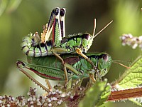 Accouplement de miramelles alpestres