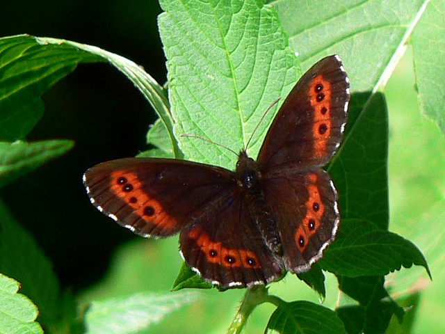 Moiré blanc fascié - erebia ligea