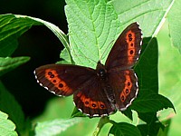 Moiré blanc fascié, erebia ligea