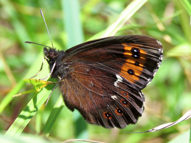 Moir blanc fasci, erebia ligea