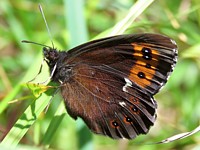 Moiré blanc fascié, erebia ligea