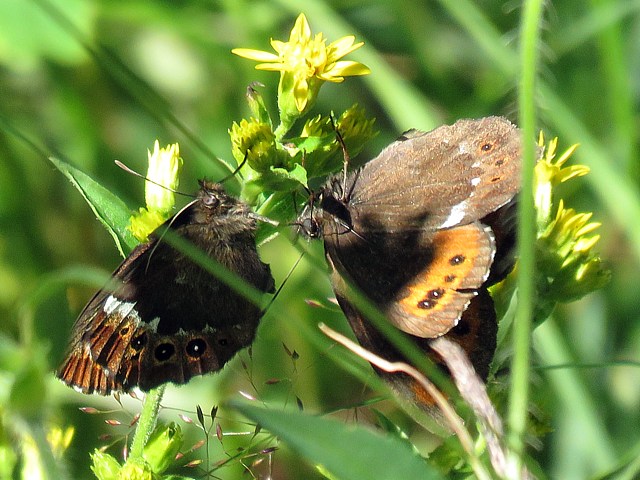 Moirés blanc fascié, erebia ligea