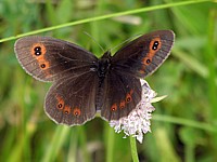 Moiré des fétuques, erebia meolans