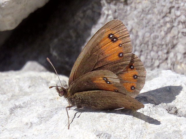 Moir des ftuques -  erebia meolans