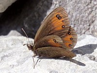 Moiré des fétuques, erebia meolans