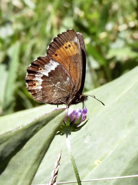 Moir frange pie, erebia euryale