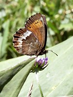 Moiré frange pie, erebia euryale