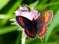 Moiré frange pie, erebia euryale