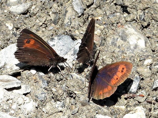 Moiré franconien, erebia medusa