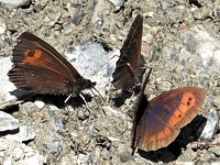Moiré franconien, erebia medusa