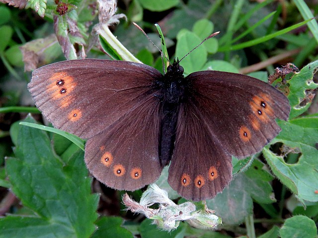 Moir franconien, erebia medusa