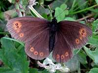 Moiré franconien, erebia medusa