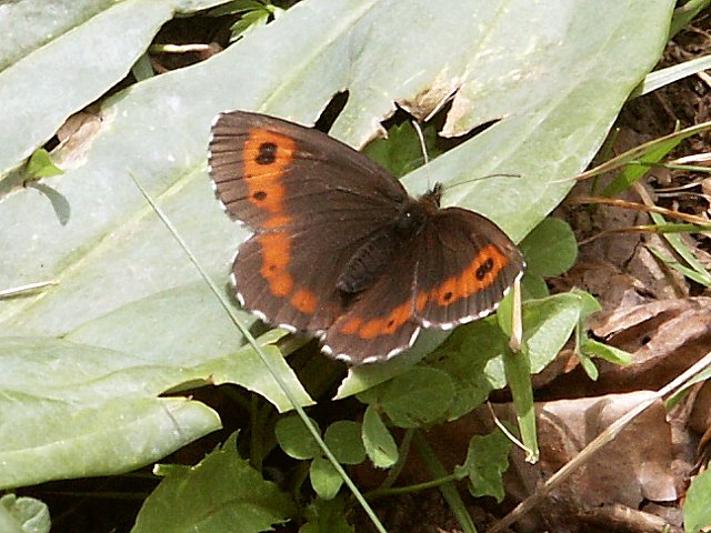 Moir sylvicole - erebia aethiops