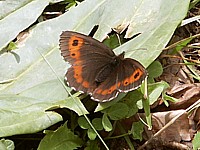 Moiré sylvicole, erebia aethiops