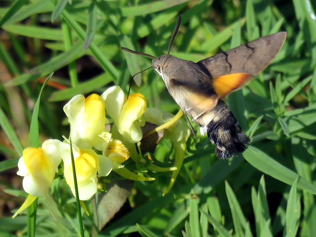 Moro-Sphinx,  macroglossum stellatarum