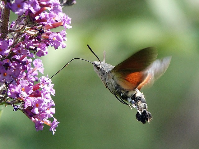 Moro-sphinx - macroglossum stellatarum