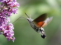 Moro-Sphinx, macroglossum stellatarum
