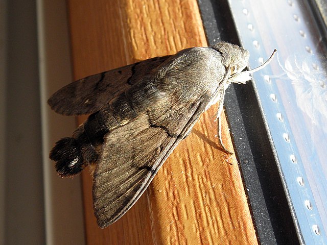 Moro-Sphinx,  macroglossum stellatarum