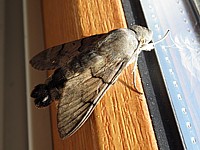 Moro-Sphinx posé