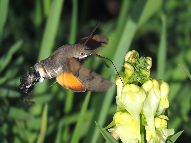 Moro-Sphinx,  macroglossum stellatarum