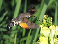 Moro-Sphinx, macroglossum stellatarum