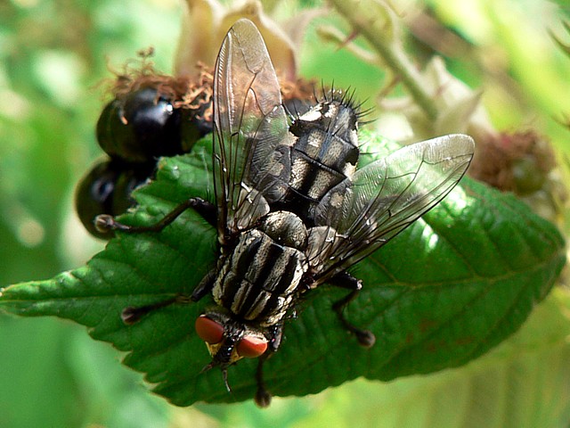Mouche  damier, sarcophaga arnaria