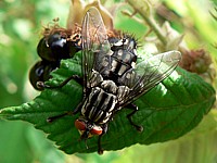 Mouche à damier, sarcophaga arnaria