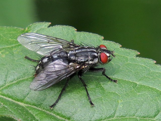 Mouche  damier sur une feuille