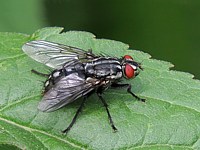 Mouche à damier