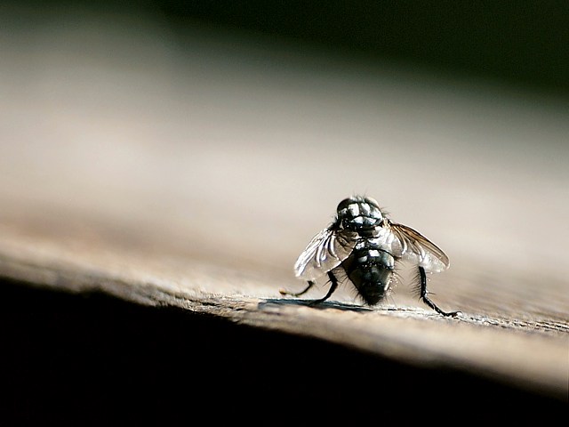 Mouche  damier, sarcophaga arnaria