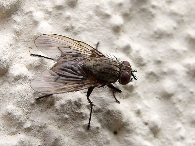 Mouche domestique, musca domestica