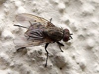 Mouche domestique, musca domestica