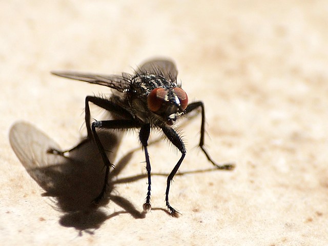 Mouche domestique, musca domestica