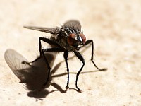 Mouche domestique
