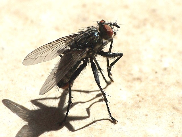 Mouche domestique pose