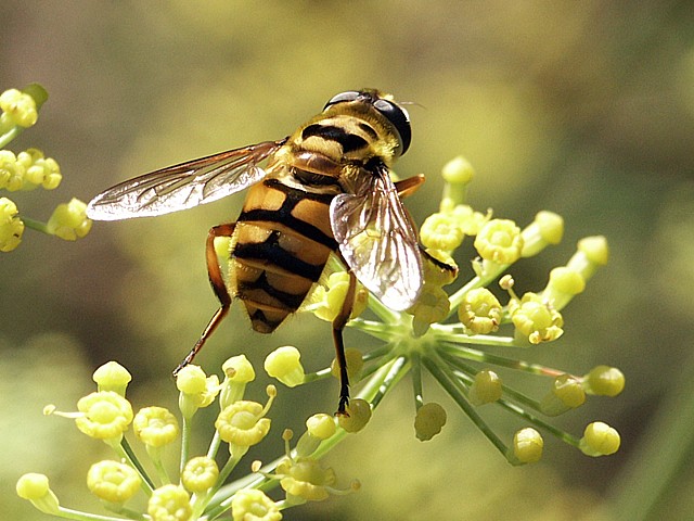 Myathrope, myatrope florea