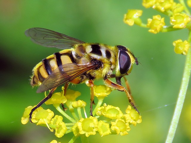 Myathrope - myathrope florea