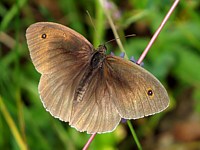 Myrtil, mâle, maniola jurtina
