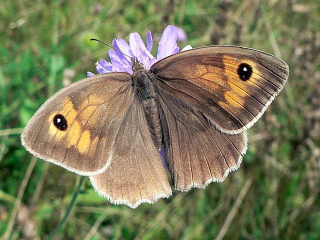 Myrtil, femelle - maniola jurtina