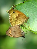 Accouplement de myrtils