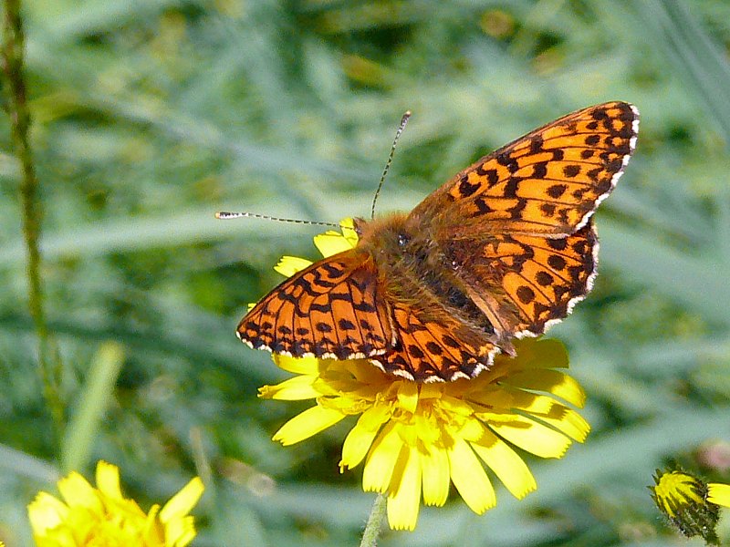 Nacré porphyrin, boloria titania