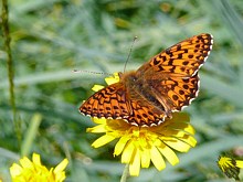 Nacré porphyrin,  lathonia