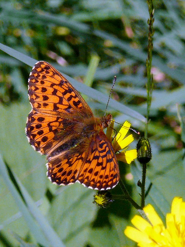 Nacré porphyrin, boloria titania