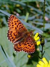 Nacré porphyrin,  lathonia