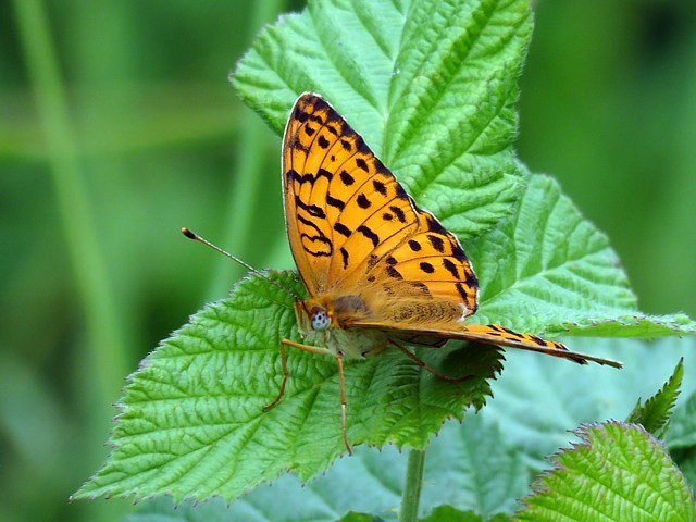 Nacré de la ronce, brenthis daphne
