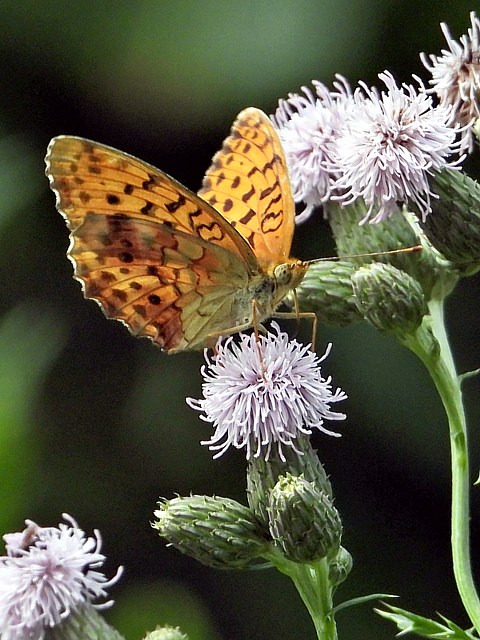 Nacré de la ronce, brenthis daphne